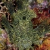 rhinopias_lacy_crci_mb_v_0371_png3304.jpg